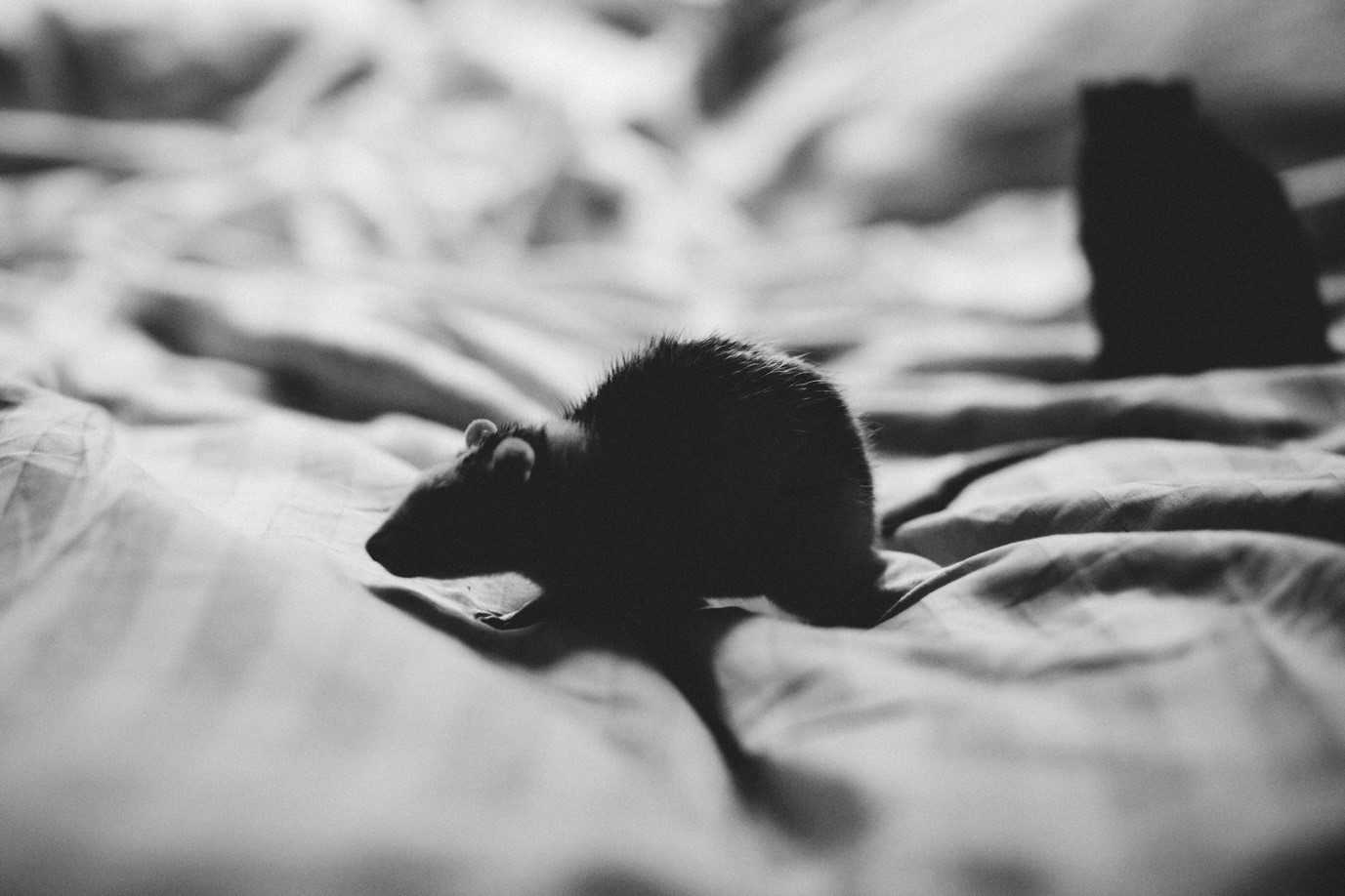 How to Remove Mice in Toronto Homes 